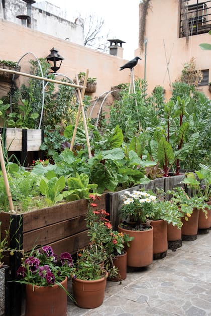 Una forma de evaluar las posibilidades de cultivo de hortalizas, aromáticas y flores en macetas es midiendo la profundidad. Así tendremos: las que se pueden cultivar en macetas de hasta 0,30 m de profundidad y las que requieren de 0,50 m o más.