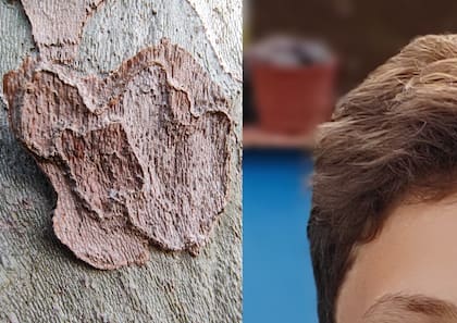 Una foto con el macro del Edge 30 Fusion (la corteza de un árbol), y un detalle del recorte en el pelo de una persona con el modo retrato y con el fondo desenfocado