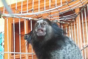 Por segunda vez en el año roban a “Dientes”, un mono tití del exzoológico de La Plata
