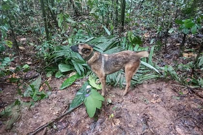 Una foto de distribución difundida por el ejército colombiano muestra a un perro de pie junto a un par de tijeras encontradas en el bosque en una zona rural del municipio de Solano, departamento de Caquetá, Colombia, el 17 de mayo de 2023.