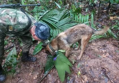 Una foto de distribución difundida por el ejército colombiano muestra a un soldado con un perro revisando un par de tijeras encontradas en una zona rural del municipio de Solano, departamento de Caquetá, Colombia, el 17 de mayo de 2023. 
