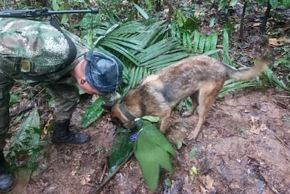 Una foto de distribución difundida por el ejército colombiano muestra a un soldado con un perro revisando un par de tijeras encontradas en el bosque en una zona rural del municipio de Solano, departamento de Caquetá, Colombia, el 17 de mayo de 2023.
HANDOUT - Colombian army
