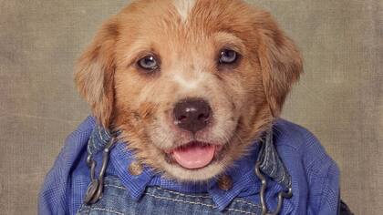 Una foto de Shelter Pets Project: el proyecto de la fotógrafa norteamericana, Tammy Swarek