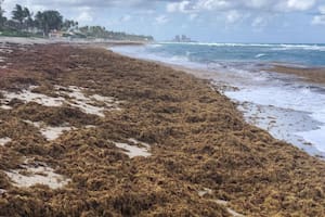 El “gran cinturón de sargazo del Atlántico” se acerca y amenaza las costas de Florida y México