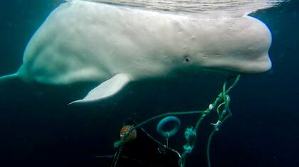 Una foto proporcionada por OneWhale muestra a Hvaldimir, una ballena beluga, en las aguas de Noruega en abril de 2023. La ballena parece atraída por los humanos, lo que lleva a los investigadores a especular que alguna vez estuvo en cautiverio