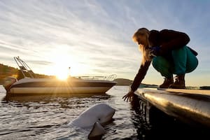 La “beluga espía” rusa que estuvo cerca de Suecia está perdida y debaten cuál debe ser su futuro