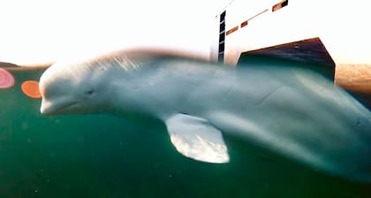 Una foto proporcionada por OneWhale muestra a Hvaldimir, una ballena beluga, en las aguas de Noruega en abril de 2023. Recientemente se la ha visto en las aguas de Suecia, lo que lleva a los científicos a preguntarse por qué se está moviendo hacia el sur