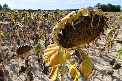 Una foto tomada el 21 de agosto de 2019 muestra un campo de girasol quemado por el sol cerca de Uzès, en Francia