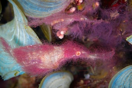 Una fotografía obtenida en 2003 en Papúa Nueva Guinea despertó las primeras sospechas sobre una especie desconocida