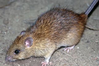 Una francesa contagiada con hantavirus sigue en estado grave
