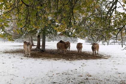 Un grupo de vacas se cubre de la nevada bajo la copa de un árbol