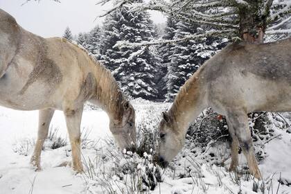 Dos caballos se alimentan de las hierbas congeladas por la fuertes nevadas