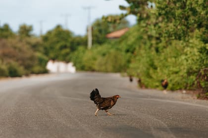 Una gallina cruza muy tranquila una calle