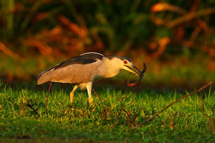 Una garza nocturna corona negra en plena acción.
