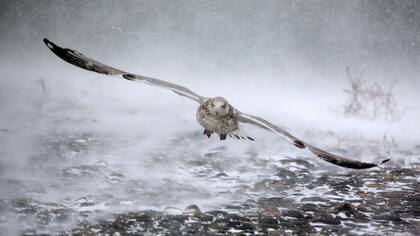 Una gaviota en Hull, Massachusetts