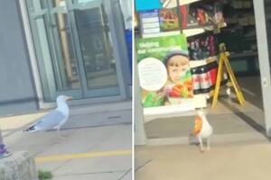 Una gaviota robó 17 kilos de snacks de un comercio y dejó sin palabras a a todos