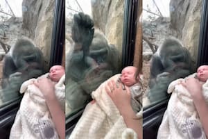 Video: el emotivo gesto de una gorila al ver a una mamá junto a su bebé