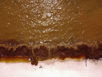 Una gruesa capa de sargazo cubre la playa de la bahía de Solimán, al norte de Tulum (México), y tiñe el agua de marrón el 3 de agosto del 2022. (AP Photo/Eduardo Verdugo)