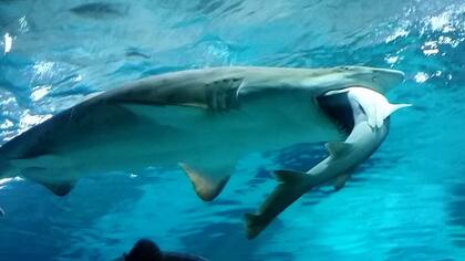 Una hembra adulta de tiburón tigre abrió sus fauces y se tragó a un ejemplar similar macho de menor edad y tamaño