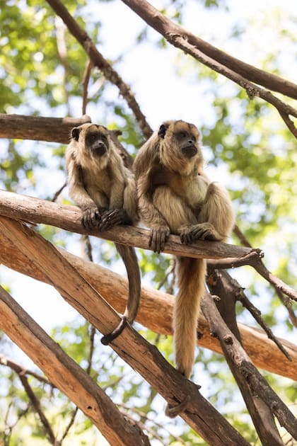 Una hembra carayá y su cría.