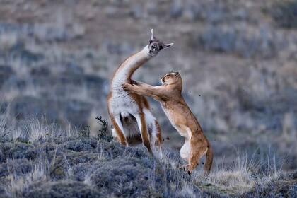 Una hembra caza un guanaco macho adulto en Torres del Paine, en Chile. Los pumas, también conocidos como leones de montaña, se encuentran desde el Yukón canadiense hasta los Andes del sur