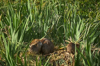 Una hembra coipo con sus crías entre la vegetación de la reserva.