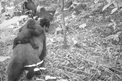 Una hembra de gorila comina con su pequeña cría sobre su espalda, en una zona del Santuario del Monte Afi, en Nigeria