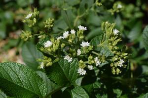 Una herbácea perenne medicinal a la que podemos reservarle un pequeño sector soleado de la huerta