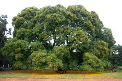 Una hermosa tipa, una especie muy frecuente en los parques de la Ciudad de Buenos Aires.