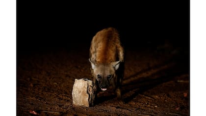 Una hiena reacciona a la cámara mientras está siendo alimentada