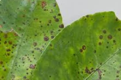 Una hoja con cancrosis