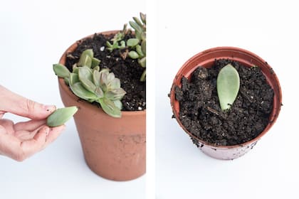 Una hoja es suficiente para formar una nueva planta: se apoya la hoja en el sustrato para suculentas (la parte del corte) y se empuja levemente para asegurar un buen contacto