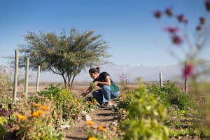 Cuál es la verdura más recomendada para mujeres y adultos mayores