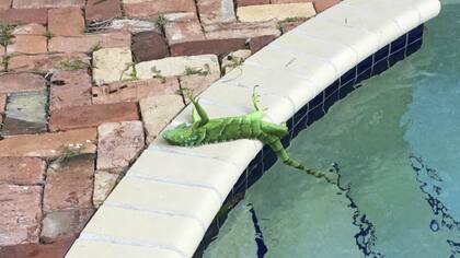 Una iguana congelada cayó sobre el borde de una pileta en Florida