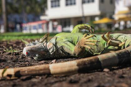 Una iguana verde, aturdida por el frío, yace en el en Miami Beach, Florida. Estas criaturas de sangre fría se caen de los árboles cuando las temperaturas bajan demasiado