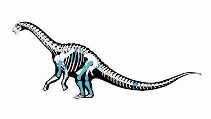 Una ilustración del nuevo titanosaurio