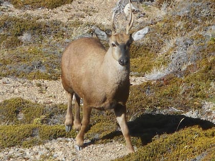 Una imagen de 2018 muestra a uno de los huemules del cerro Pirque. Foto: Gabriel Verge.