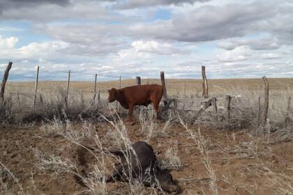 Una imagen de la desolación en el campo