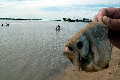 Personal de seguridad y guardavidas mantienen la prohibición de ingreso al agua en Playa Victoria ante la agresividad de los las palometas