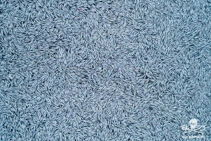 Una imagen de los peces muertos en las costas de Francia