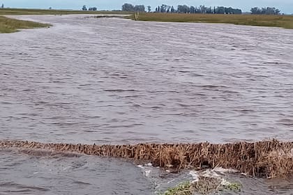 Una imagen de Luján, provincia de Buenos Aires, publicada por un productor ganadero