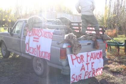 Una imagen de uno de los ataques a las ovejas, en 2010