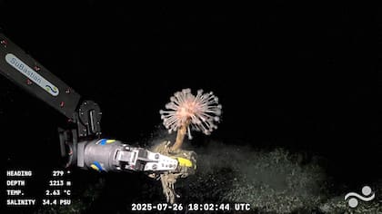 Una imagen del robot recolectando flora marina a 1213 metros de profundidad en el Mar Argentino