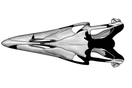 Una imagen desde arriba del cráneo del Jormungandr walhallaensis visto desde arriba