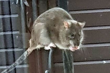 Otra imagen difundida en los medios locales de las ratas que invaden la localidad de Hattersley, en Gran Manchester, Inglaterra