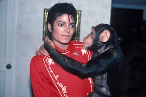 El destino del chimpancé que rescató Michael Jackson en los 80 y aparece en la película