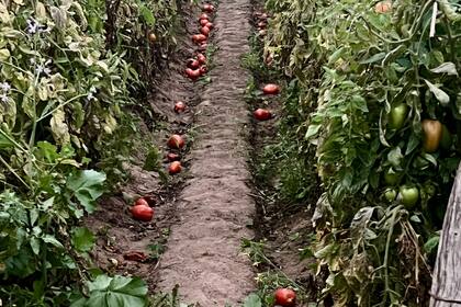 Una imagen publicada por el productor Ortiz