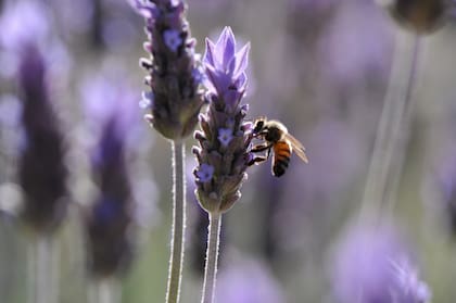 Una imagen que representa la apicultura