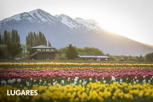 Una imagen tan perfecta como efímera: las 30 variedades de tulipanes que tapizan el campo de Trevelin.