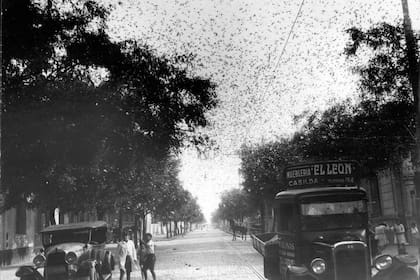 Una impresionante manga de langostas cruza la localidad de Casilda en los 40